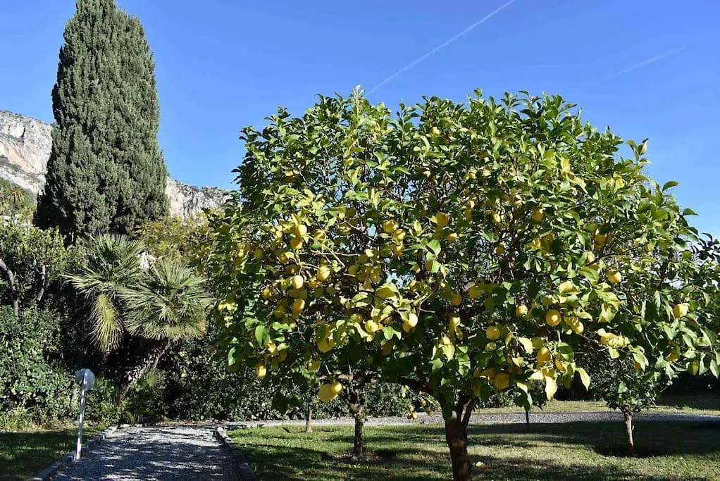 Le Palme Appartamento Menton Garavan Francia